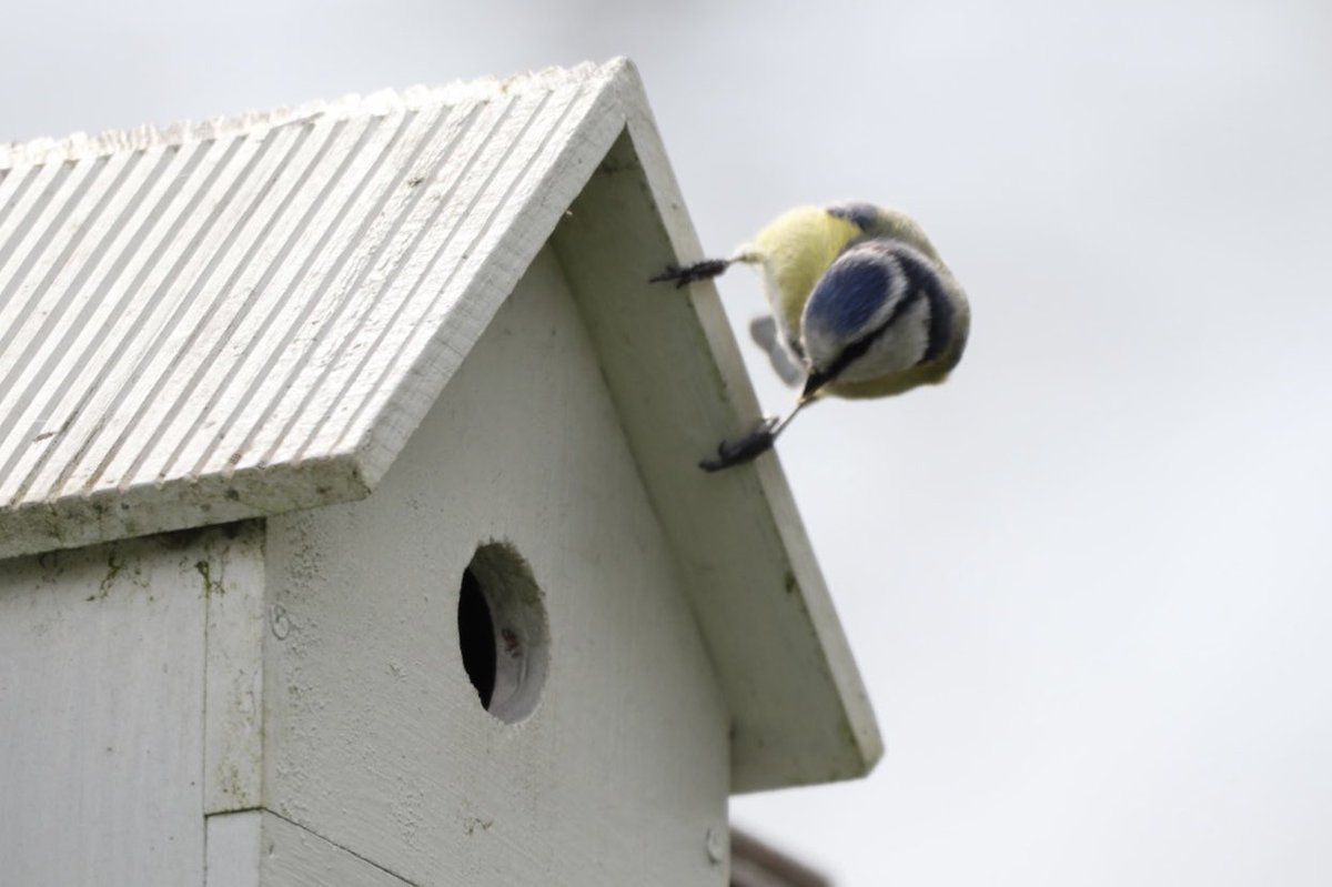 One year ago. Home sweet home for Blue tit.