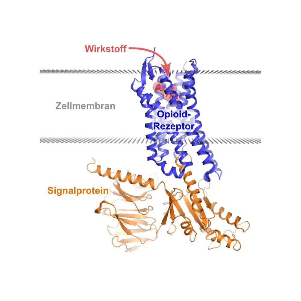 Ein internationales Forschungsteam mit Beteiligung von @MatthiasElgeti @UniLeipzig hat sich die molekularen Mechanismen von Opioiden genauer angeschaut. nature.com/articles/s4158… Bild: Matthias Elgeti