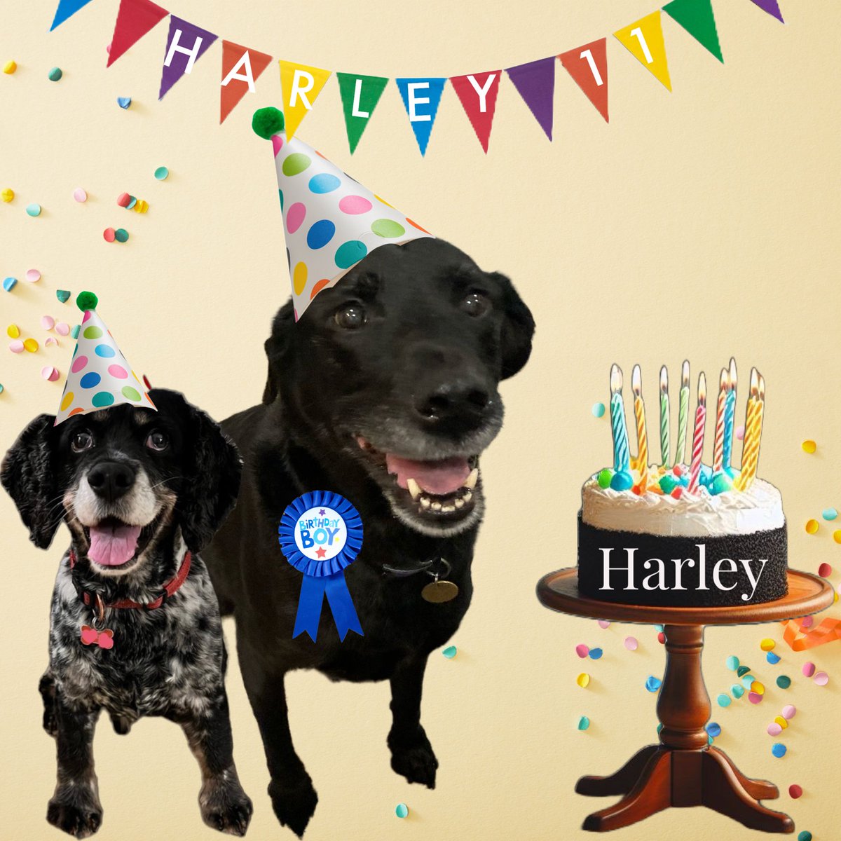 Happy birfday to me bestie pal @JonesLabrador 11 years young today 🥳🥳🥳 loves you bestie! Now let’s party 🥳🥳