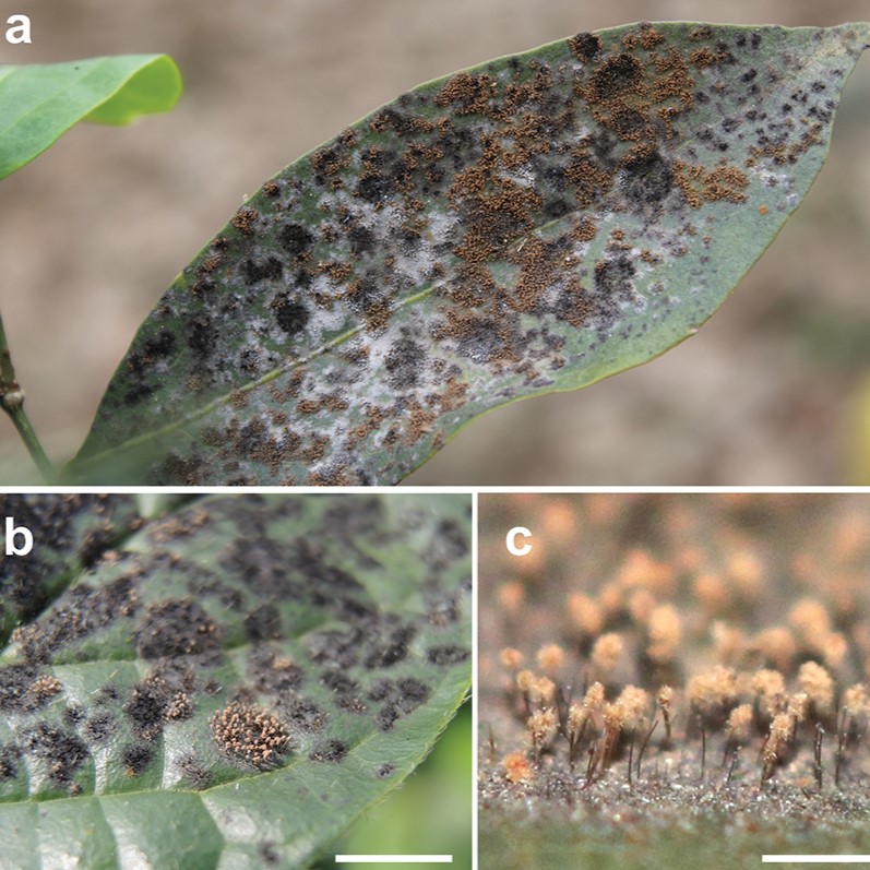 New insights into the systematics of Atractilina and Spiropes, fungi hyperparasitic on Meliolales, unveil three #newspecies. 🔗 doi.org/10.3897/mycoke… #mycology