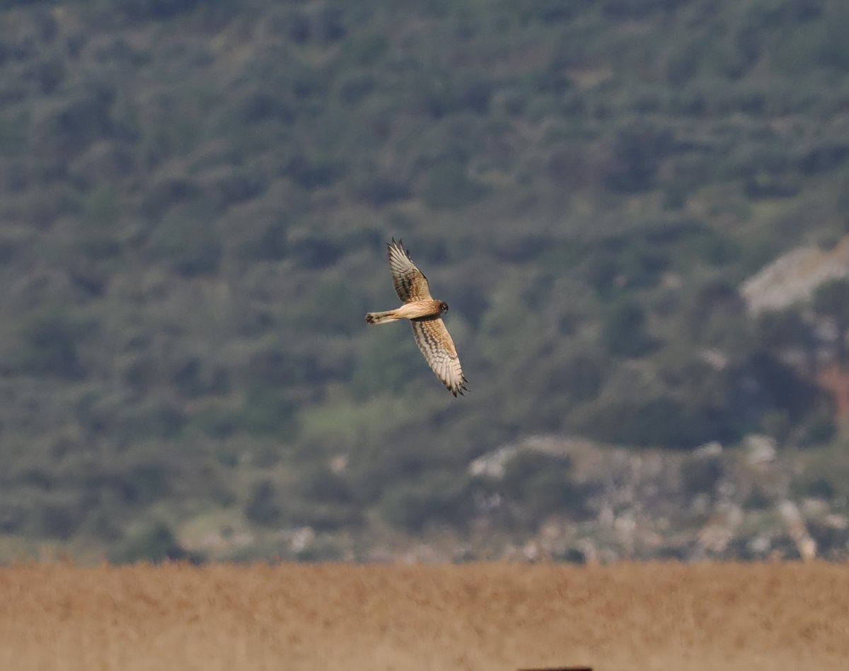 I had some great views of a pair of Montagu's Harriers at Lake Dystos this morning, although I only got photos of the female.