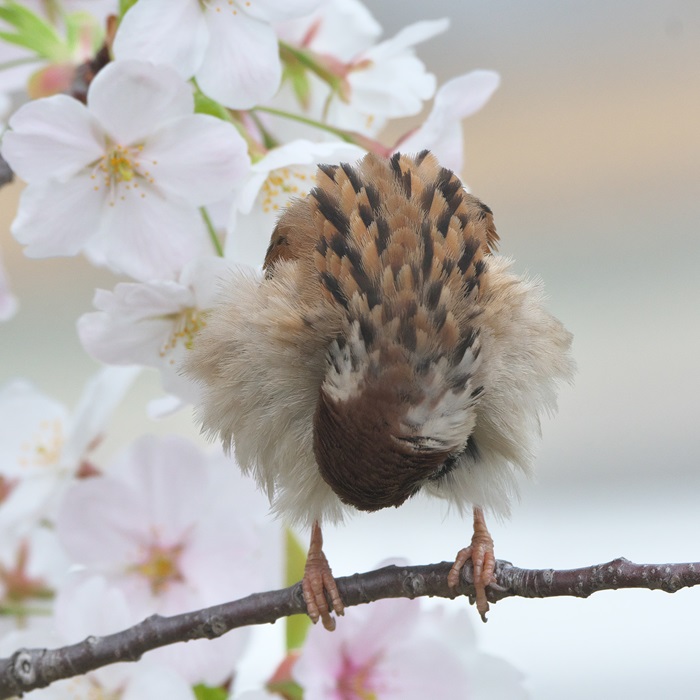 お腹、痒っ！
#スズメ　#すずめ　#雀　#ちゅん活　#sparrow　#桜　#お花見2024