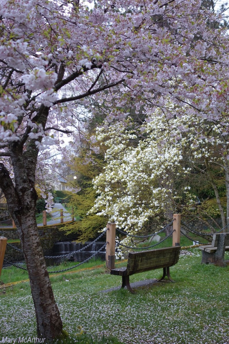 ~ Springtime at Bowker Creek .. 💜🌺 ~ Oak Bay, BC ~