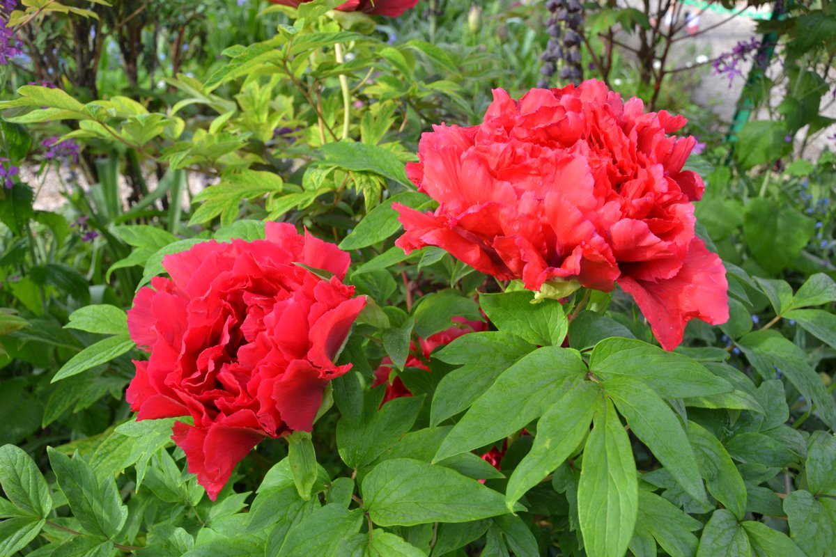 Les pivoines sont (déjà) là ! Ne tardez pas à venir les immortaliser... #giverny #claudemonet