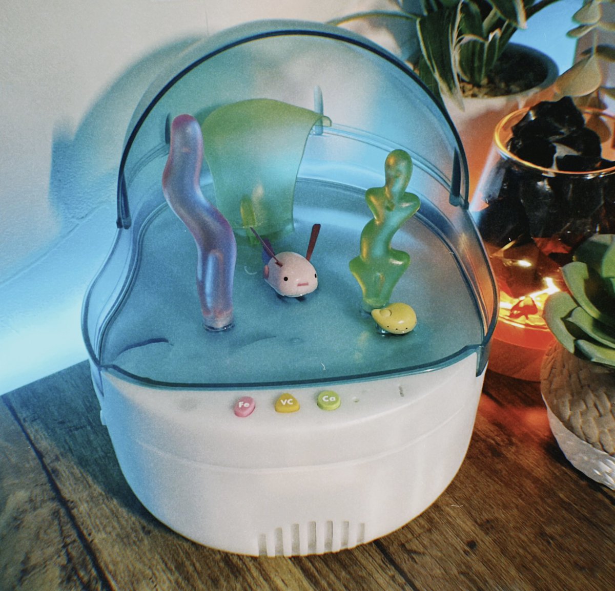 MUTSUウォータールーパー レア】ウォータールーパー ムツ MUTSU