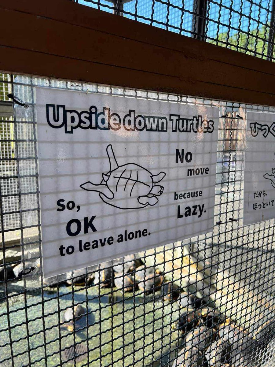 NyawooStudio's tweet photo. I saw this post on fb and I thought it would be funny as a sticker 😆
#cuteturtle #kawaiiillustration #kawaiistickers https://t.co/kXZIh1lBl0