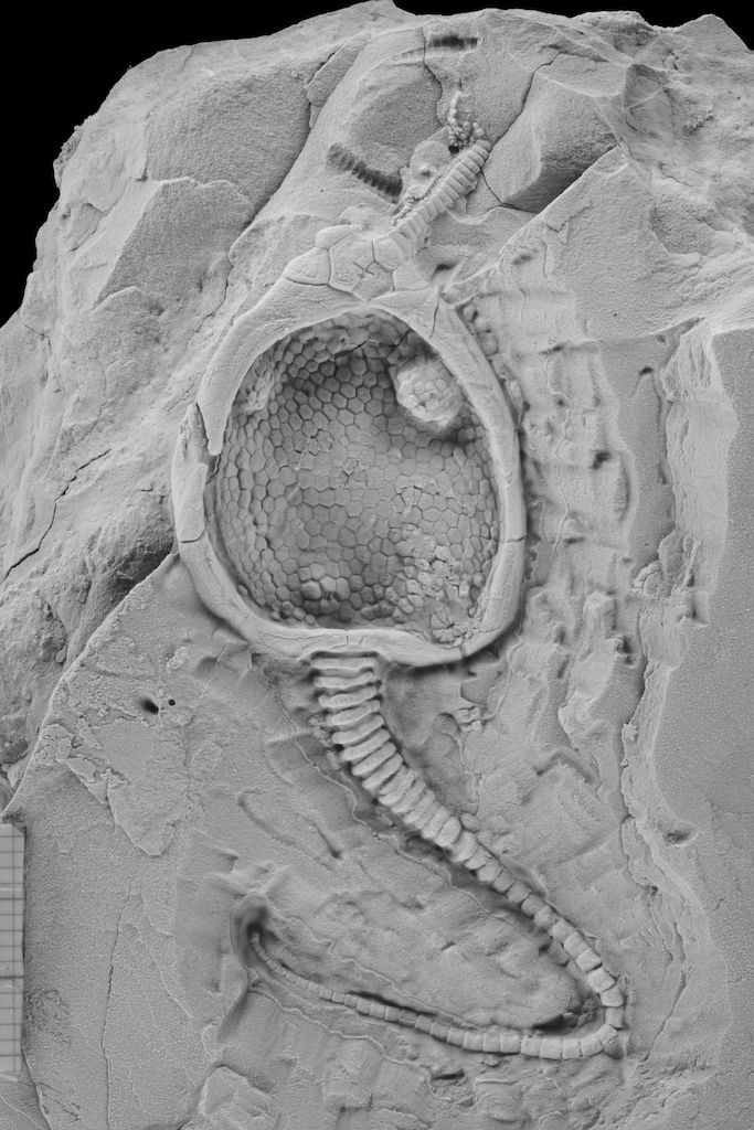 Researchers at @CarnegieMellon used soft robotics to understand how an extinct echinoderm (an ancestor of the starfish) moved. This study supported by NSF is fundamental to understand the evolution of species. bit.ly/3VWLLQ1 📸 @CMUEngineering