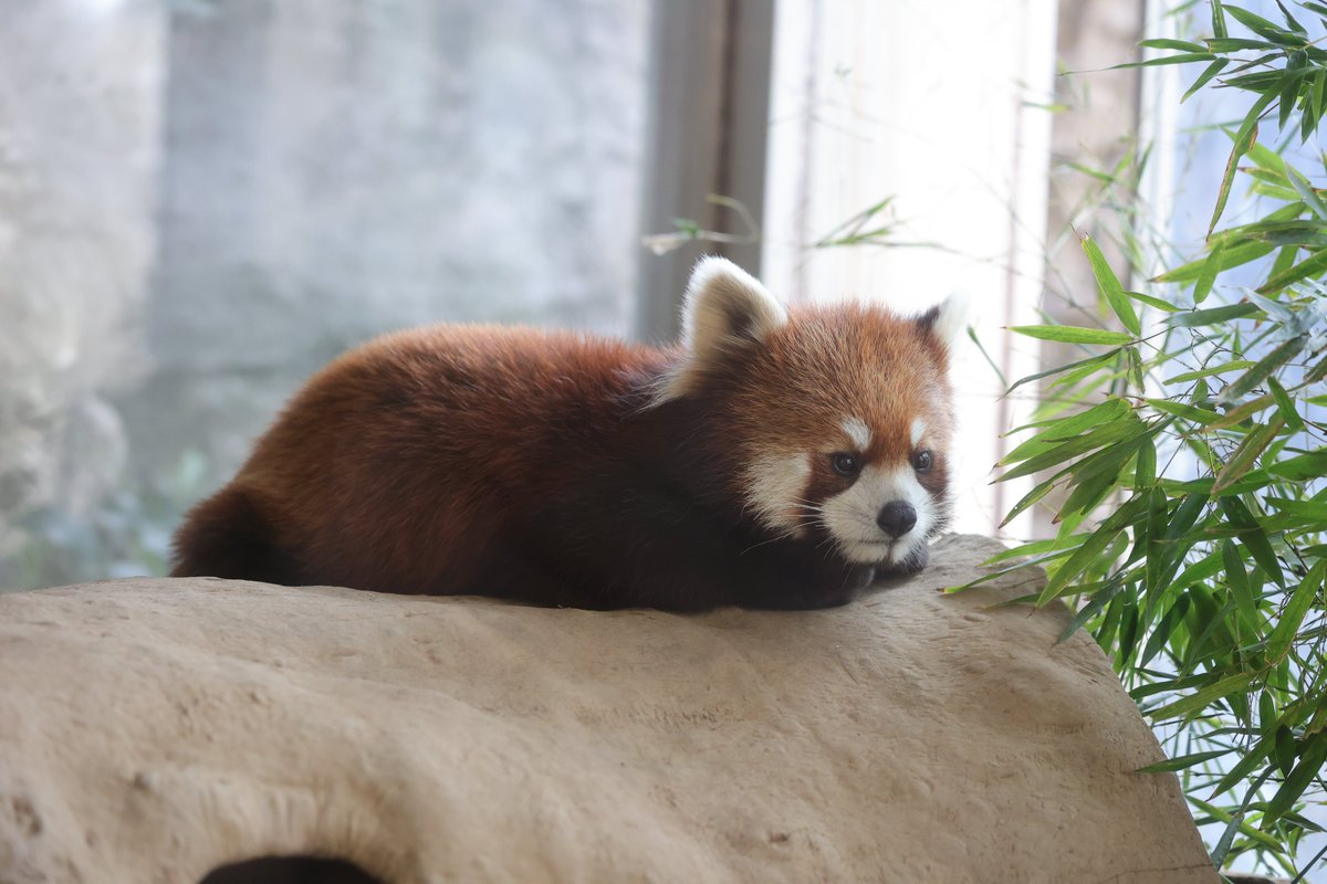 おやすみなさい💤
20240411 thu
#ズーラシア #zoorasia #よこはま動物園
#レッサーパンダ #ヒナギク #redpanda