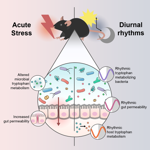 🔬 New research alert: Want to know what is going on in the #stressedgut? Our paper just out in @CellReports provides some answers! We take a deep dive into the intricate relationship between stress, diurnal rhythms and gut barrier integrity. 🧵 bit.ly/3PZ3L8B
