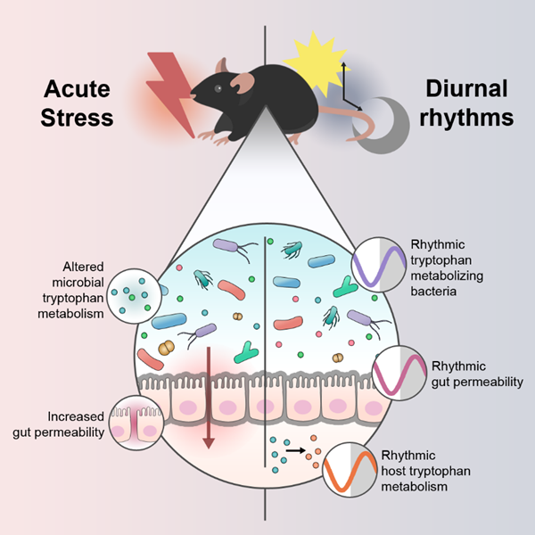 Cassandra Gh (@cassgheorghe) on Twitter photo 🔬 New research alert: Want to know what is going on in the #stressedgut? Our paper just out in <a href="/CellReports/">Cell Reports</a> provides some answers! We take a deep dive into the intricate relationship between stress, diurnal rhythms and gut barrier integrity. 🧵
bit.ly/3PZ3L8B 🔬 New research alert: Want to know what is going on in the #stressedgut? Our paper just out in <a href="/CellReports/">Cell Reports</a> provides some answers! We take a deep dive into the intricate relationship between stress, diurnal rhythms and gut barrier integrity. 🧵
bit.ly/3PZ3L8B