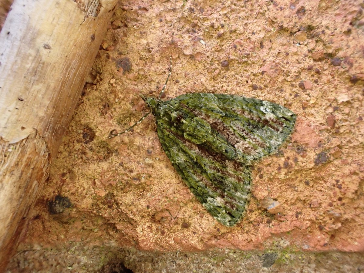 Garden mothing in Shrewsbury last night produced a fresh Pebble Prominent on the trellis and Red-green Carpet (both nfy), Swallow Prominent and Twin-spotted Quaker amongst 15/9. #ukwildlife #teammoth #mothsmatter @BC_WestMids