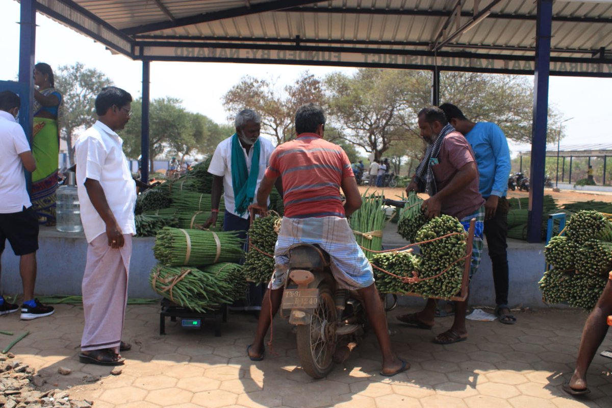 At Aravakurichi, the Drumstick Capital of India. Stunned to see drumsticks being sold for Rs 10 a kg. What you pay, what farmers get, and what middlemen get is a story we all know, yet. In fact, we bought 4 kg for Rs 40. Tidbit: In Aravakurichi (Karur district, Tamil Nadu),…