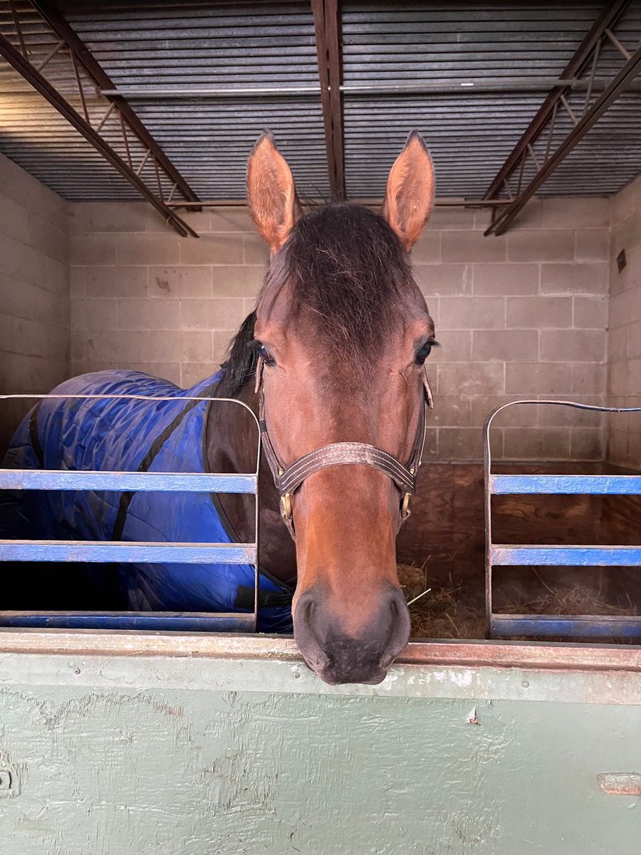 Our @MyRacehorse Phantom Ride ( Candy Ride - Spirit by Indian Charlie) running today at #OaklawnPark race 6 for our trainer Steve Asmussen #RaceDay #MyRacehorse