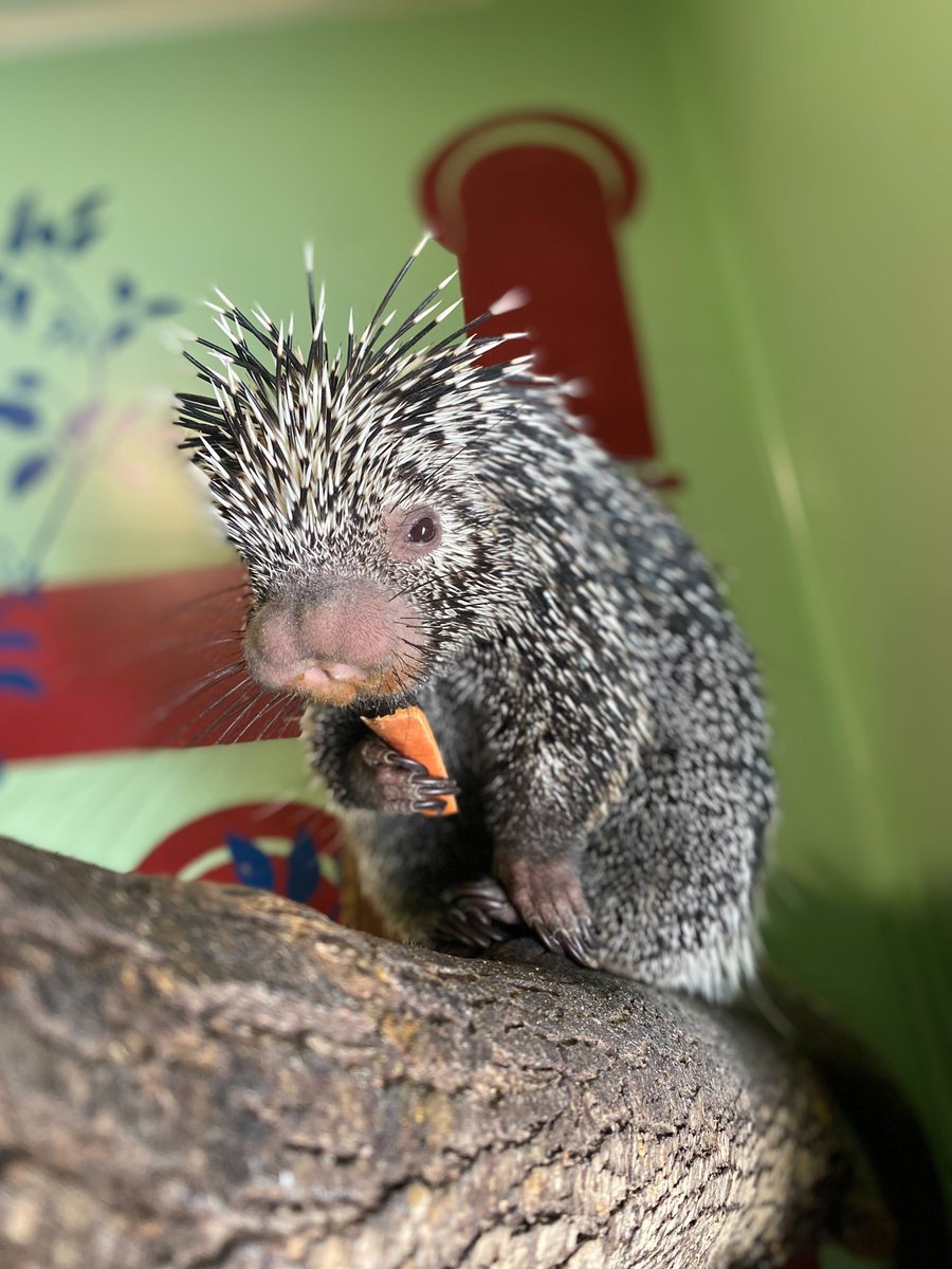 MDWFP's Mississippi Museum of Natural Science tweet media