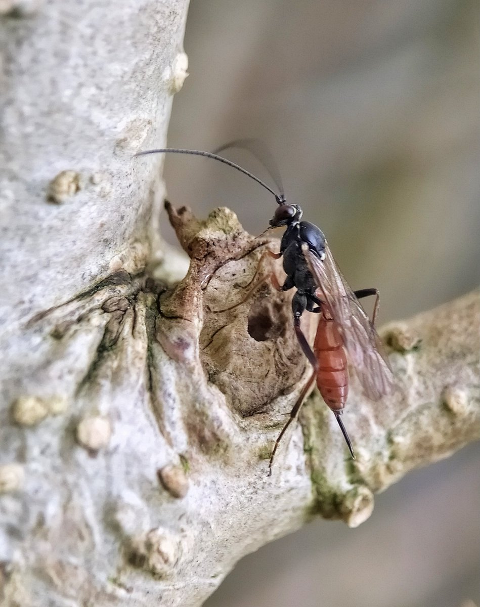 The most frequently seen ichneumon in the garden and a real favourite, recently returned - Ischnus inquisitorius, a female, such a beautiful wasp. 💚🍃