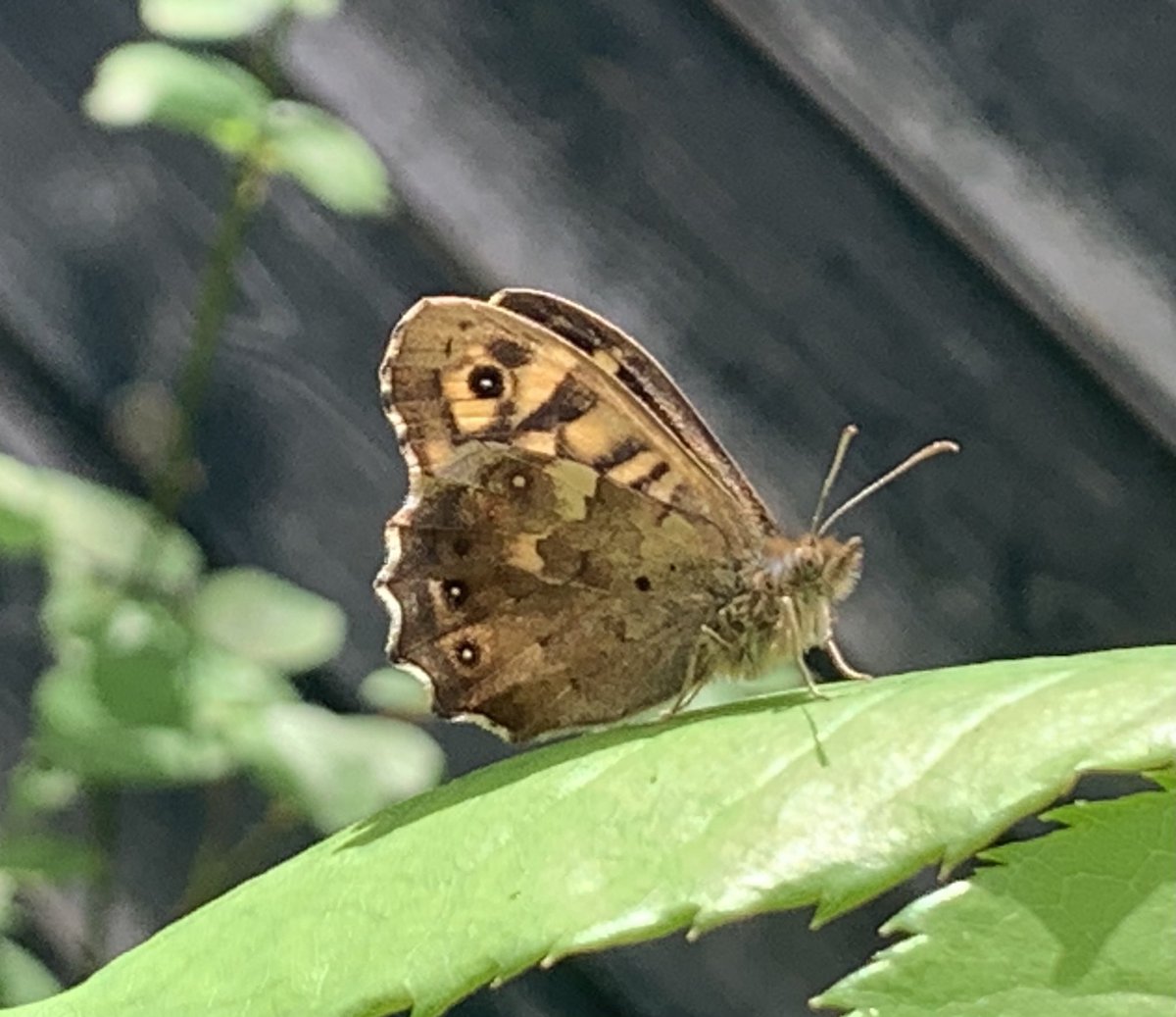 Please welcome this speckled wood butterfly.