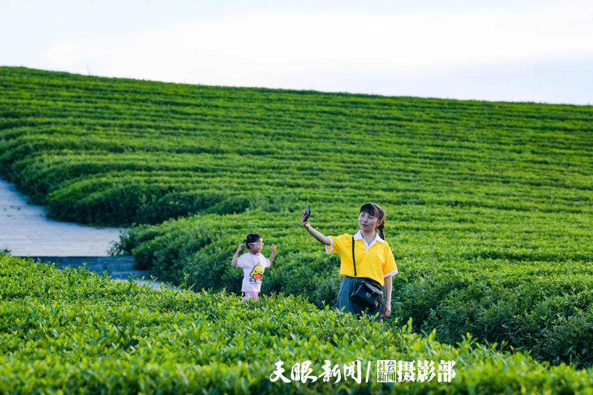LiveinGuizhou's tweet image. With the arrival of spring, Songtao's boundless tea plantations are comparable to a green carpet, and every tea tree is brimming with lush leaves.

📷 by Eyesnews

#SpringOuting #TeaGarden #TravelChina