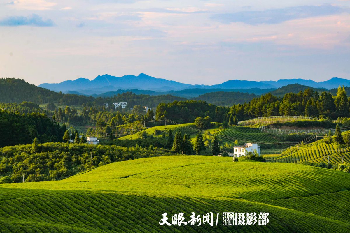 LiveinGuizhou's tweet image. The tea plantations in the dozen towns and townships across Songtao County cover a total area of over 200,000mu (133 km²).

📷 by Eyesnews

#SpringOuting #TeaGarden #TravelChina