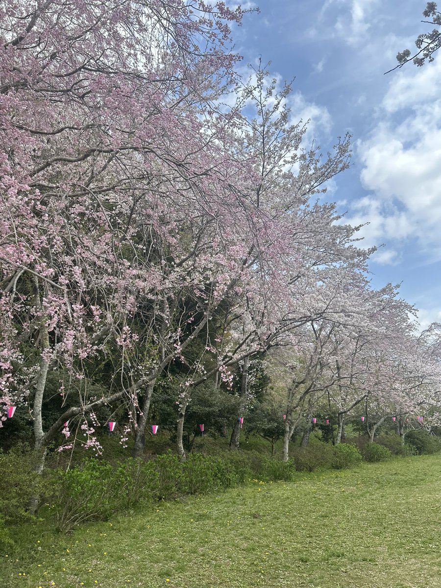route51surf1's tweet photo. 小見川城山公園桜祭り
屋台も出てて賑わってました https://t.co/fsW3c1Xy8w