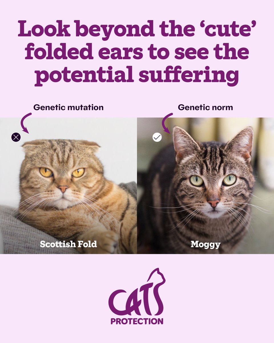 Watching @argyllemovie this weekend? Did you know that although Chip the cat looks cute, he’s a Scottish Fold, meaning he’s been bred intentionally with a genetic condition which causes early onset, severe arthritis and other health issues? #ScottishFolds