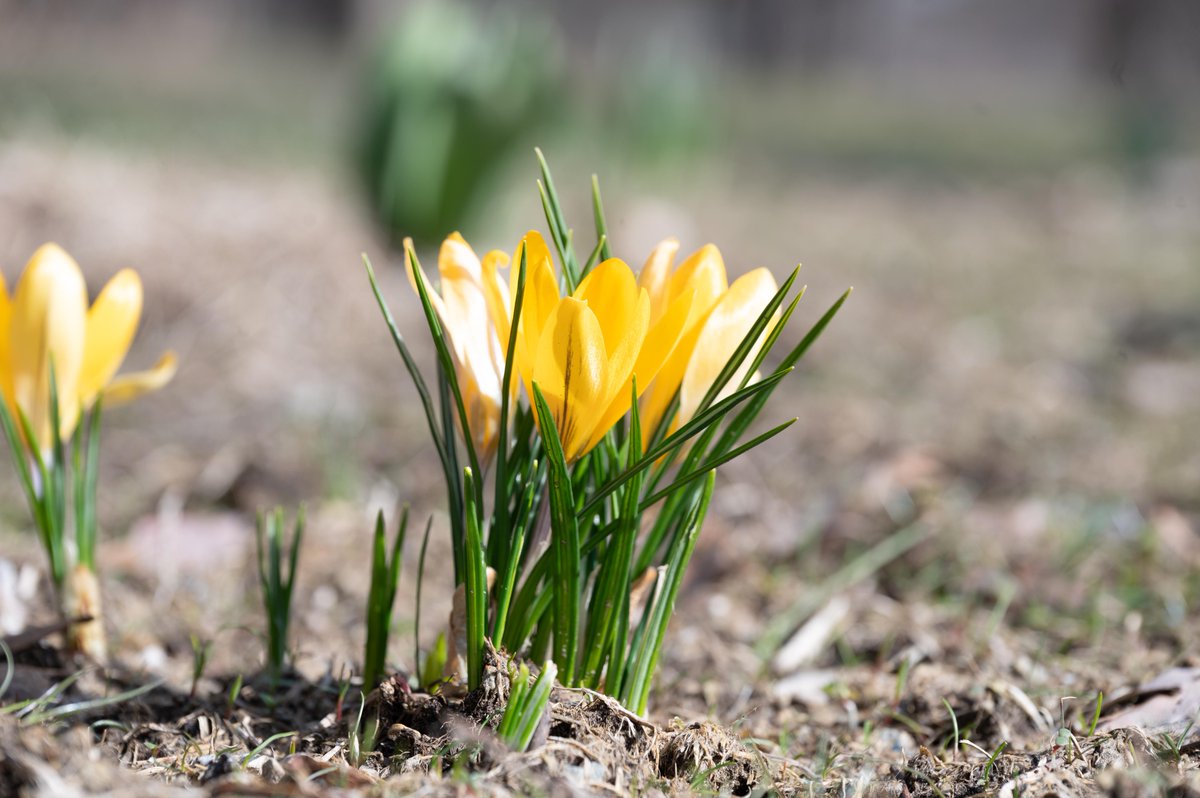 michiganstateu's tweet photo. Spring has arrived on campus. 🌼 https://t.co/aj5A0tpwbz