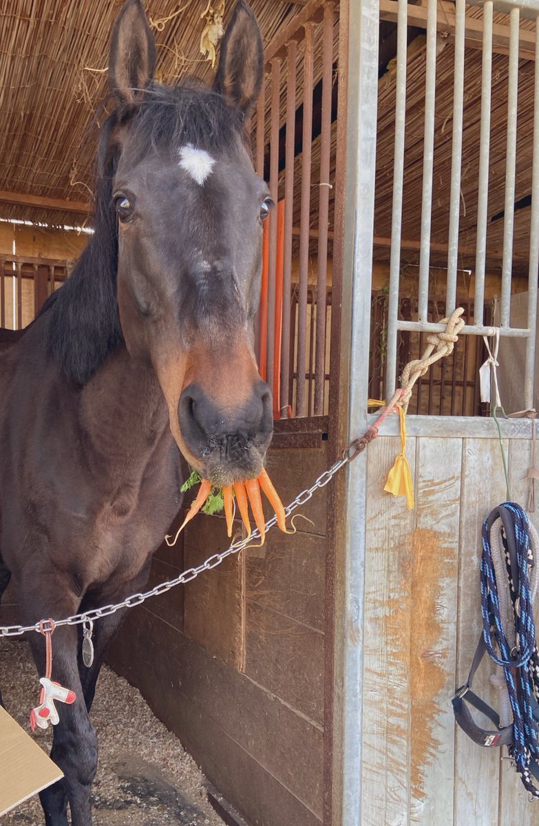 にんじんの歯が生えてきたよ😜😜🥕🥕