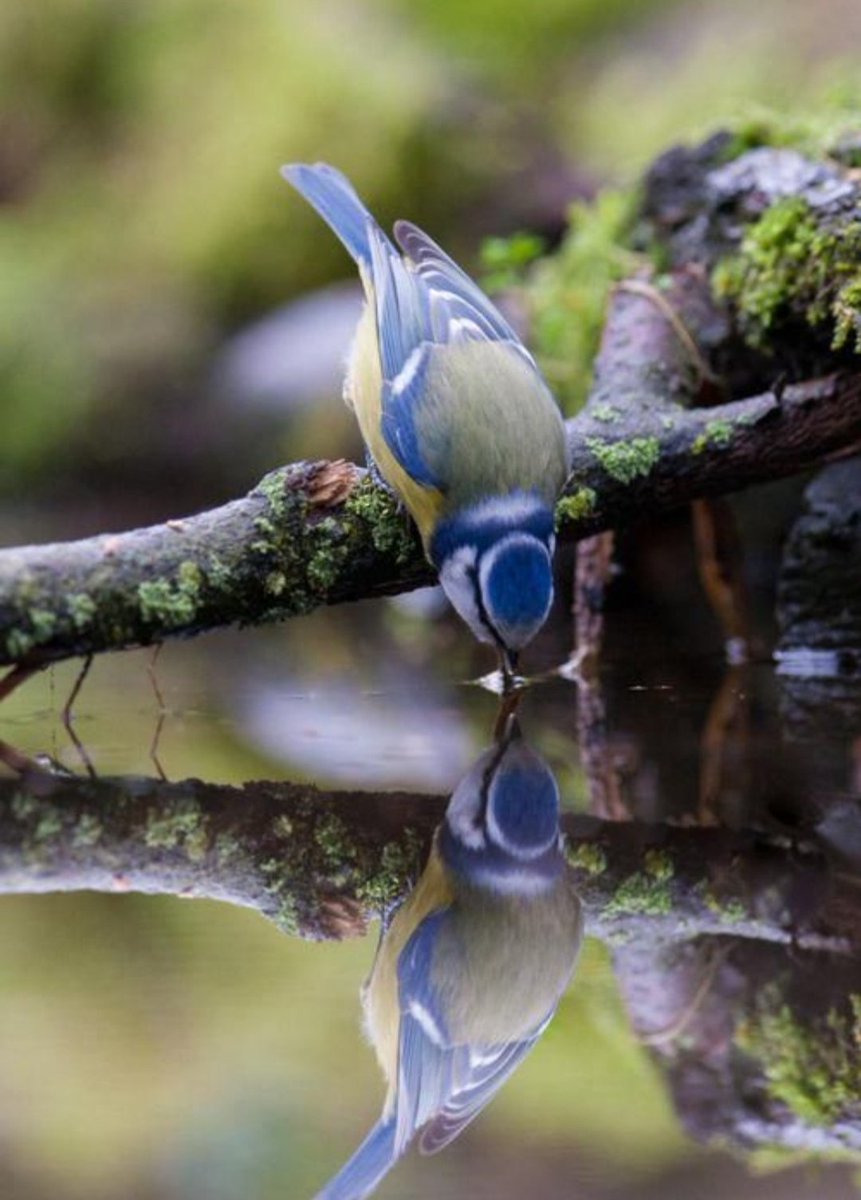 Beautiful✨ reflection❤ #naturelovers #NatureBeauty #NaturePhotography