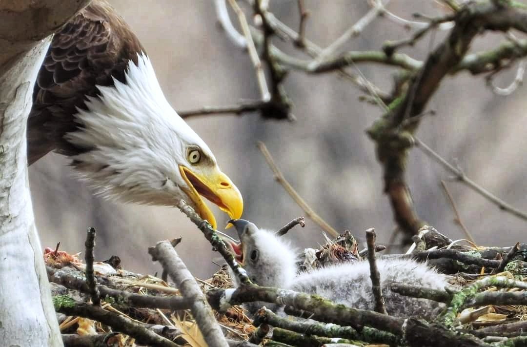 The father was feeding the little one strips of fish #eagles #eaglet #birdwatching #BirdsOfTwitter #birds