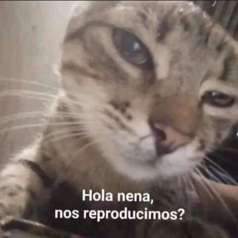 *mandar a 10 Michibertos* 😸😸🐾🐾