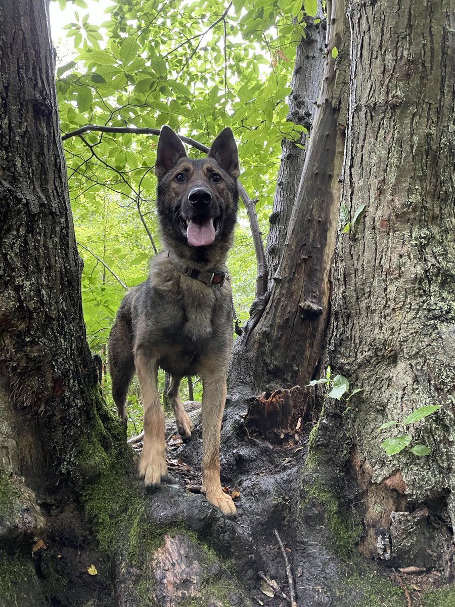 Eric is 3yrs old and he can live with older kids, Eric did find a home but struggled in a busy household so would prefer a calm and quiet home please #dogs #GermanShepherd #Cornwall gsrelite.co.uk/eric-2/