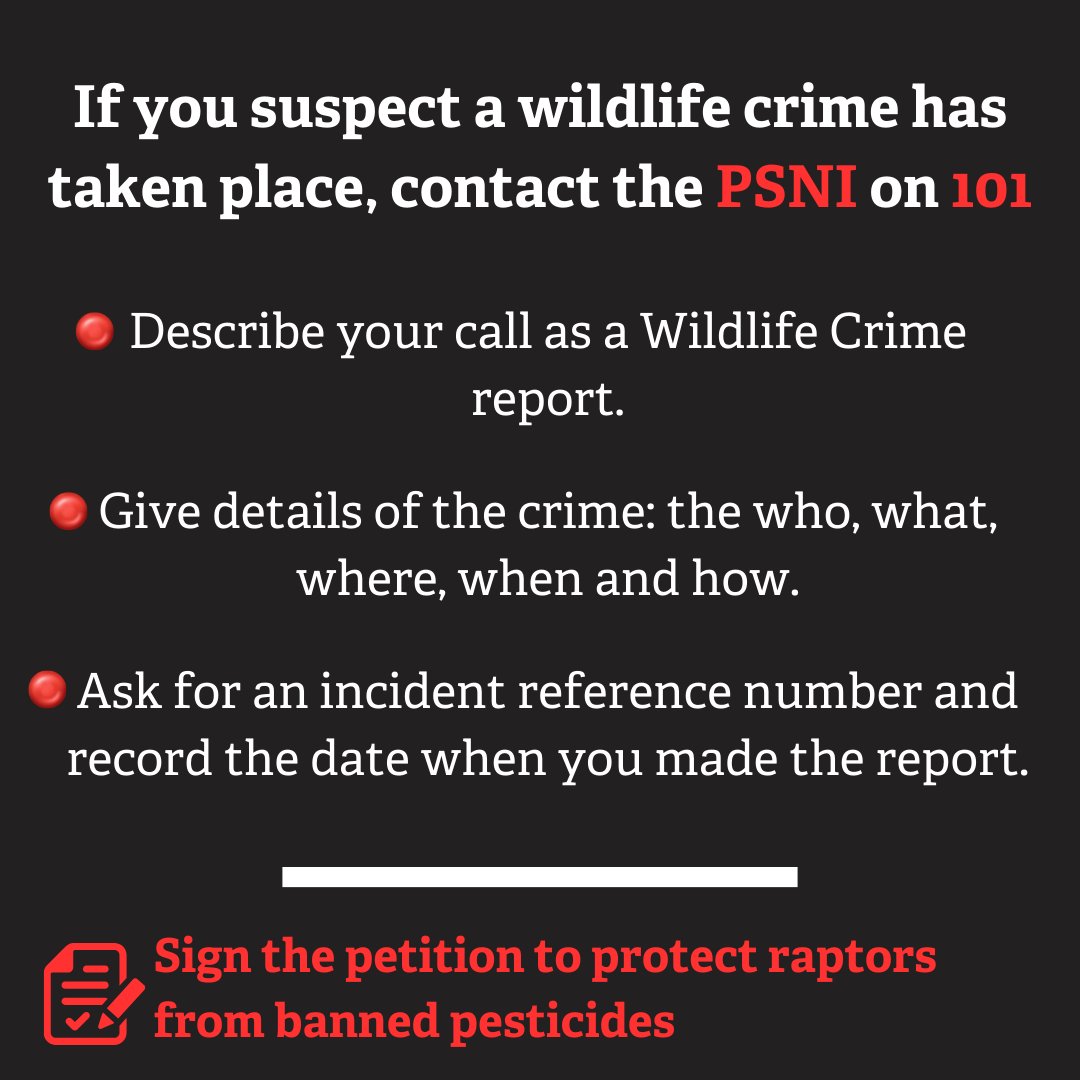 Did you know that killing a bird of prey is a wildlife crime? If you find a dead or injured bird of prey, you can report it online: daera-ni.gov.uk/services/daera… If you believe a wildlife crime has been committed, you can report it to the police by calling 101. (2/2)