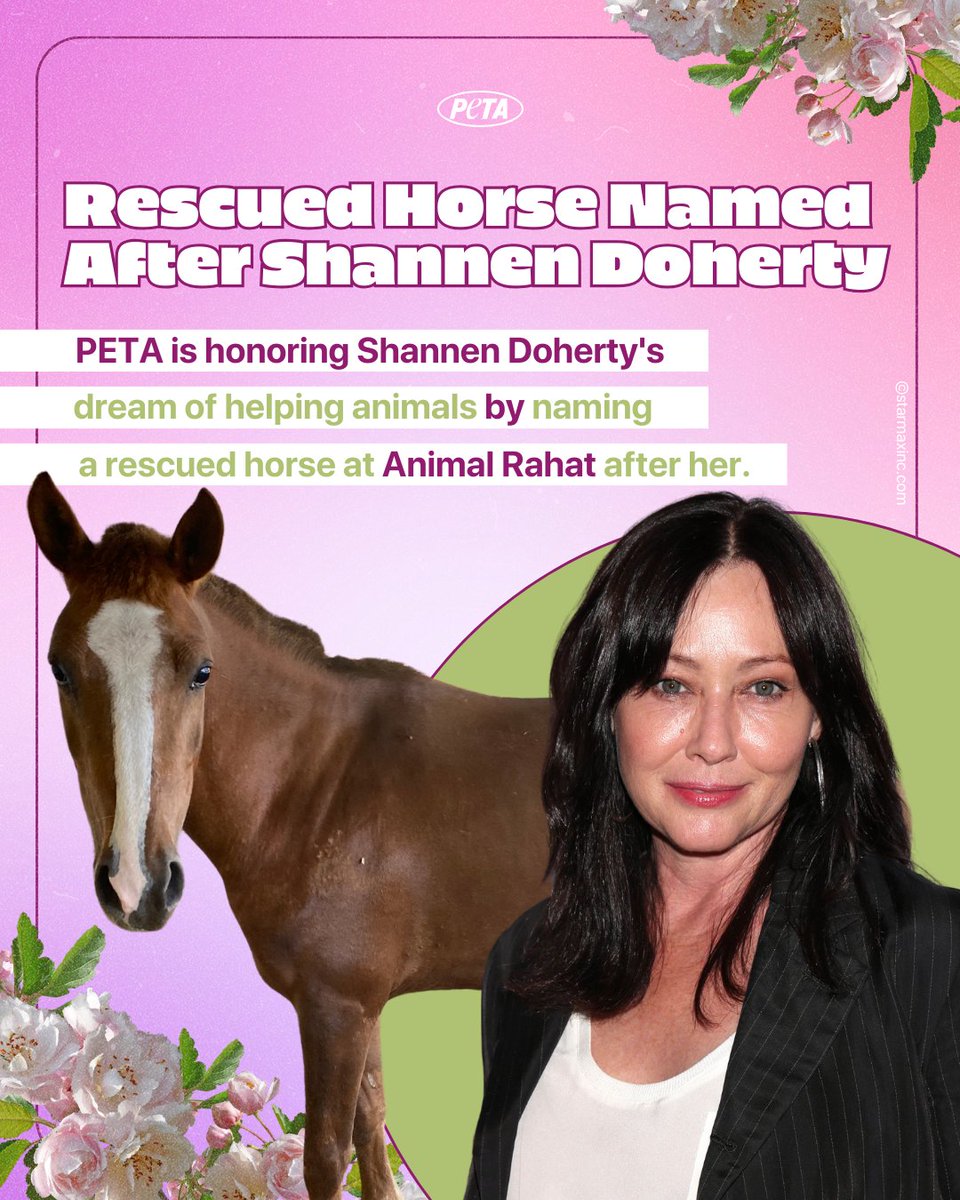 On this special day, we celebrate the remarkable compassion of @DohertyShannen! Despite her battles, she's always dreamed of helping animals. In her honor, PETA is naming a rescued horse after her at Animal Rahat. Happy Birthday, Shannen! Your kindness inspires us all ❤️