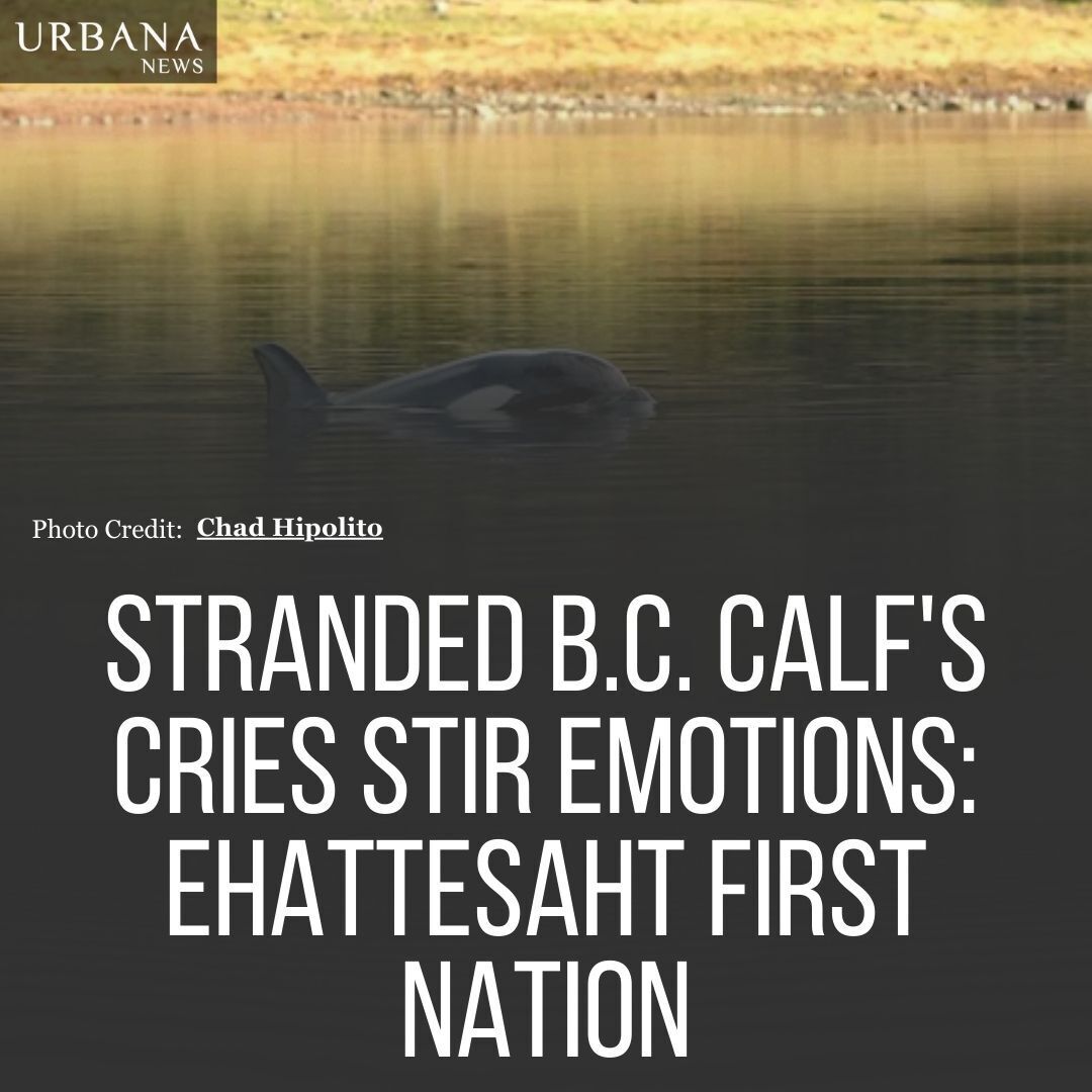 Stranded B.C. orca calf, 'Brave Little Hunter,' remains beached after its mother's death. Rescue efforts continue.

Tap on the link to know more:
urbananews.ca/stranded-b-c-c…

#urbananews #newsupdate #canada
#BCOrcaRescue #WildlifeConservation