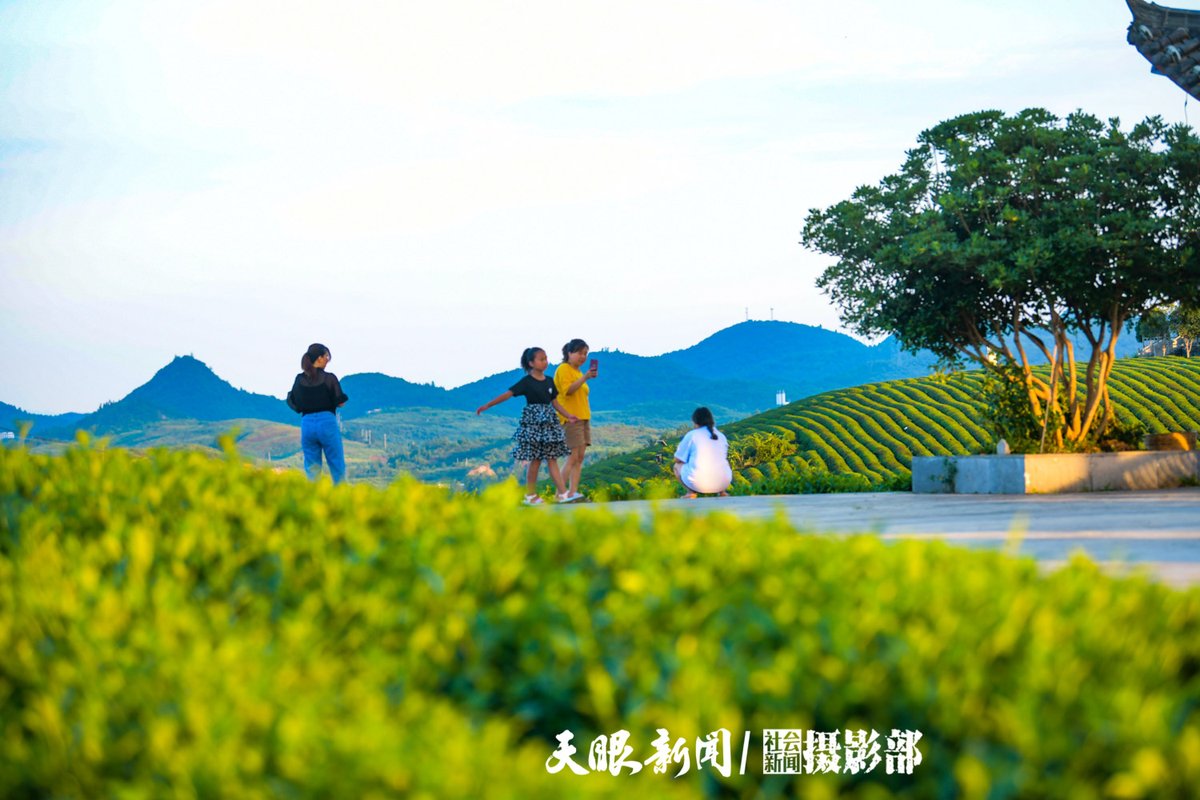 松桃県は、県内の10以上の郷・鎮（県または自治県の下の行政単位であり、日本の町村に近い）で20万ムー（約133km²）以上のお茶を栽培しています。

📷 by Eyesnews

#春のお出かけ #茶園 #中国旅行