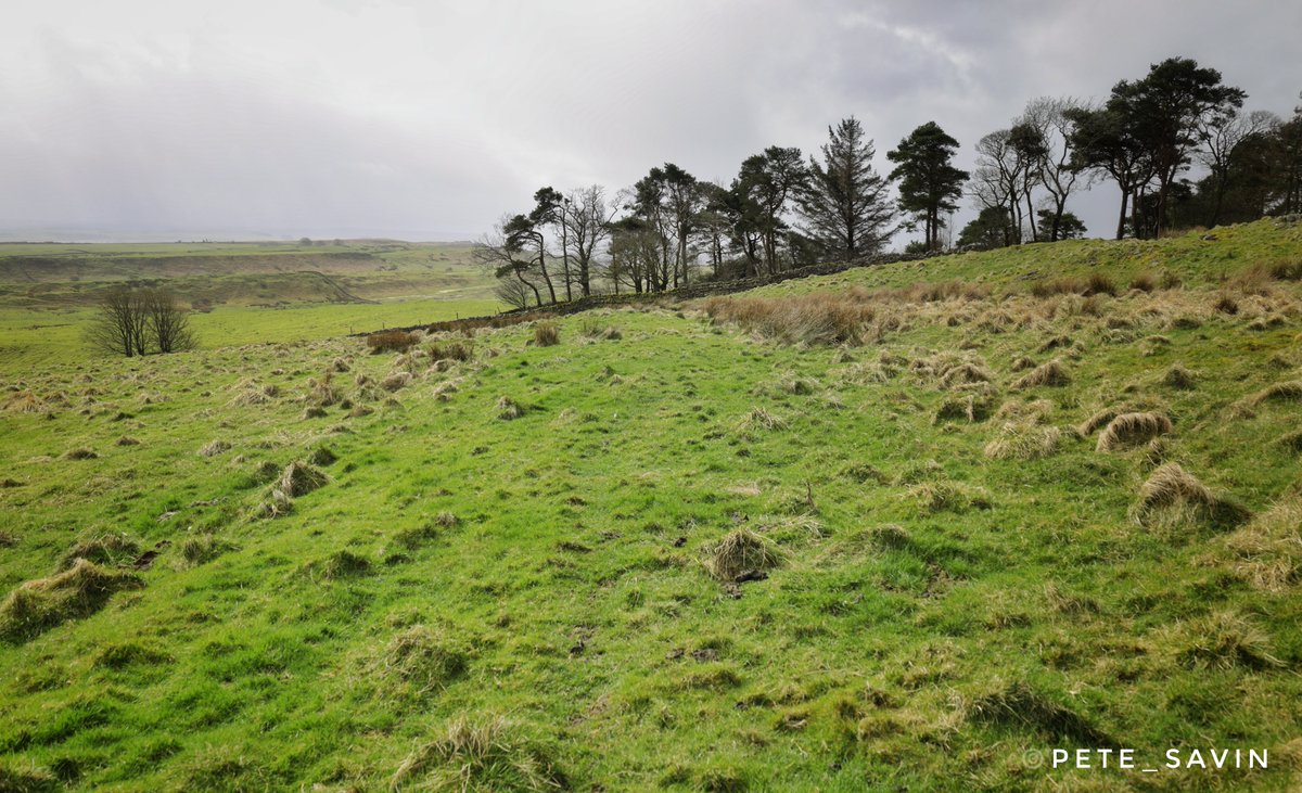 The Roman military way showing as a green terrace as it heads towards Knag Burn and climbs up to Housesteads fort #HadriansWall #romanroads