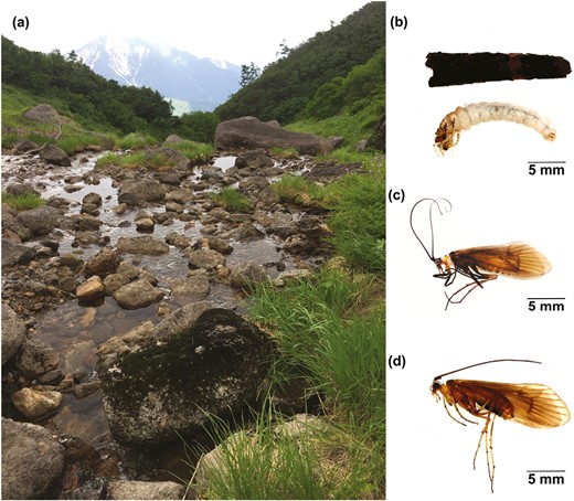 Genetic structure of populations with restricted gene flow often reflects #geohistory and #ClimateChange. Species inhabiting high-altitude Sky Islands are particularly susceptible, as seen in the #caddisfly in this paper 👇 academic.oup.com/biolinnean/art… @LinneanSociety @OxfordJournals
