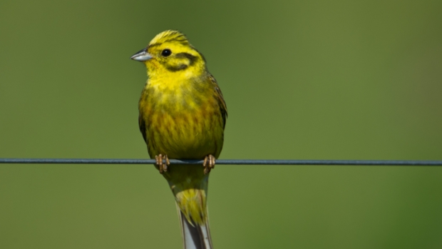 Natuurwandeling in de Maashorst met Vogelwacht Uden -  kliknieuwsuden.nl/l/221315