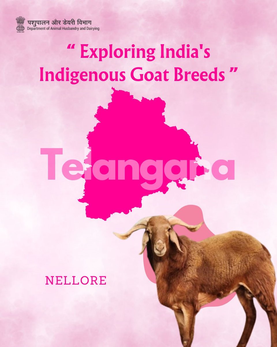 Telangana's trifecta of livestock excellence, including Nellore goats, symbolizes the state's commitment to agricultural prosperity and rural development. #TelanganasLivestockLegacy #LivestockExcellence
