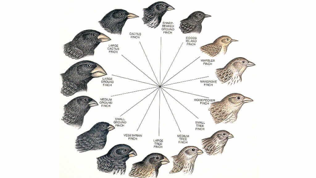 Early Bird deadline is around the corner. April 15 Submit your film today @FilmFreeway. filmfreeway.com/sciencenewwave Image: Darwin's finches.