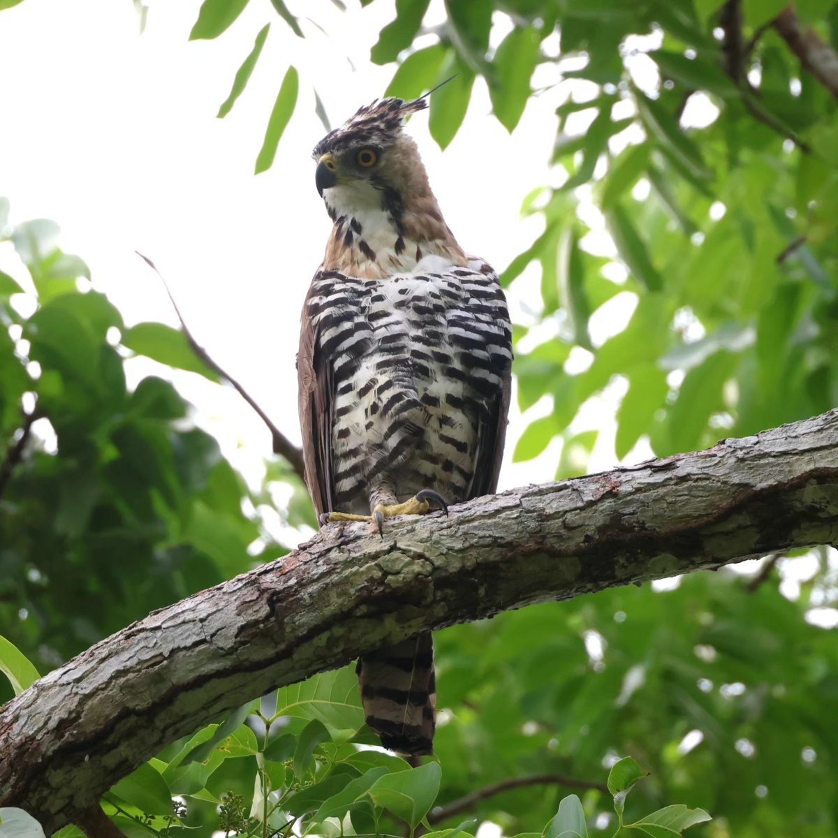 Species: Ornate Hawk-Eagle (Spizaetus ornatus)
Location: Belize Maya Forest Trust, Belize 
Status in Belize:  Uncommon resident. 
Conservation status: Near Threatened.
Photo 📷: Leslie Penner 

#BirdsofBelize #BirdsSeenIn2024 #birds #birdwatcher #BirdsOfTwitter