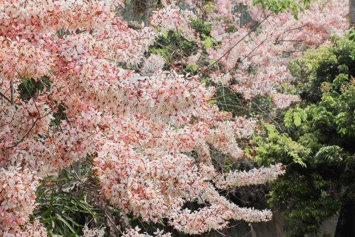 Pink shower trees in full bloom are a spring delight😍 in #Taiwan’s🇹🇼 southern county of Chiayi. （📸Chiayi County Government） ℹ:Taiwan Today