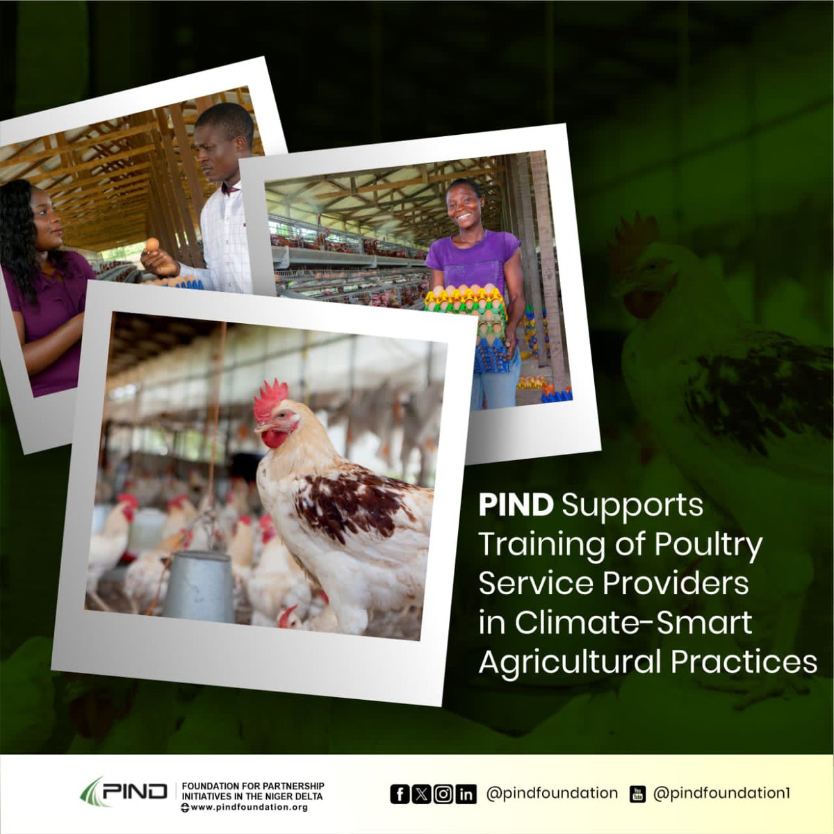 PIND Foundation supported Doctor Fish Agric Consult in organizing a two-day training in Benin City, Edo State, to train poultry service providers in the Niger Delta region to tackle climate change challenges in poultry production.