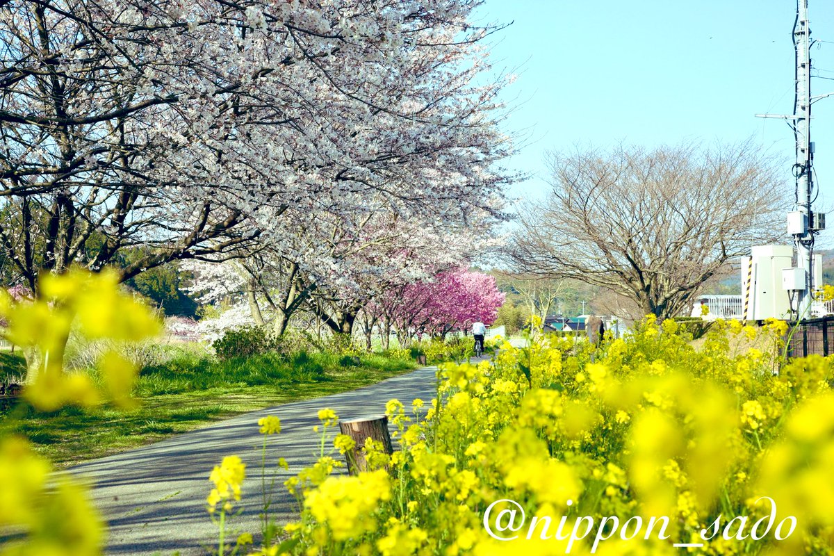 佐渡、今日は晴れ☀️各地の桜🌸が一気に咲きました。
#佐渡
#桜