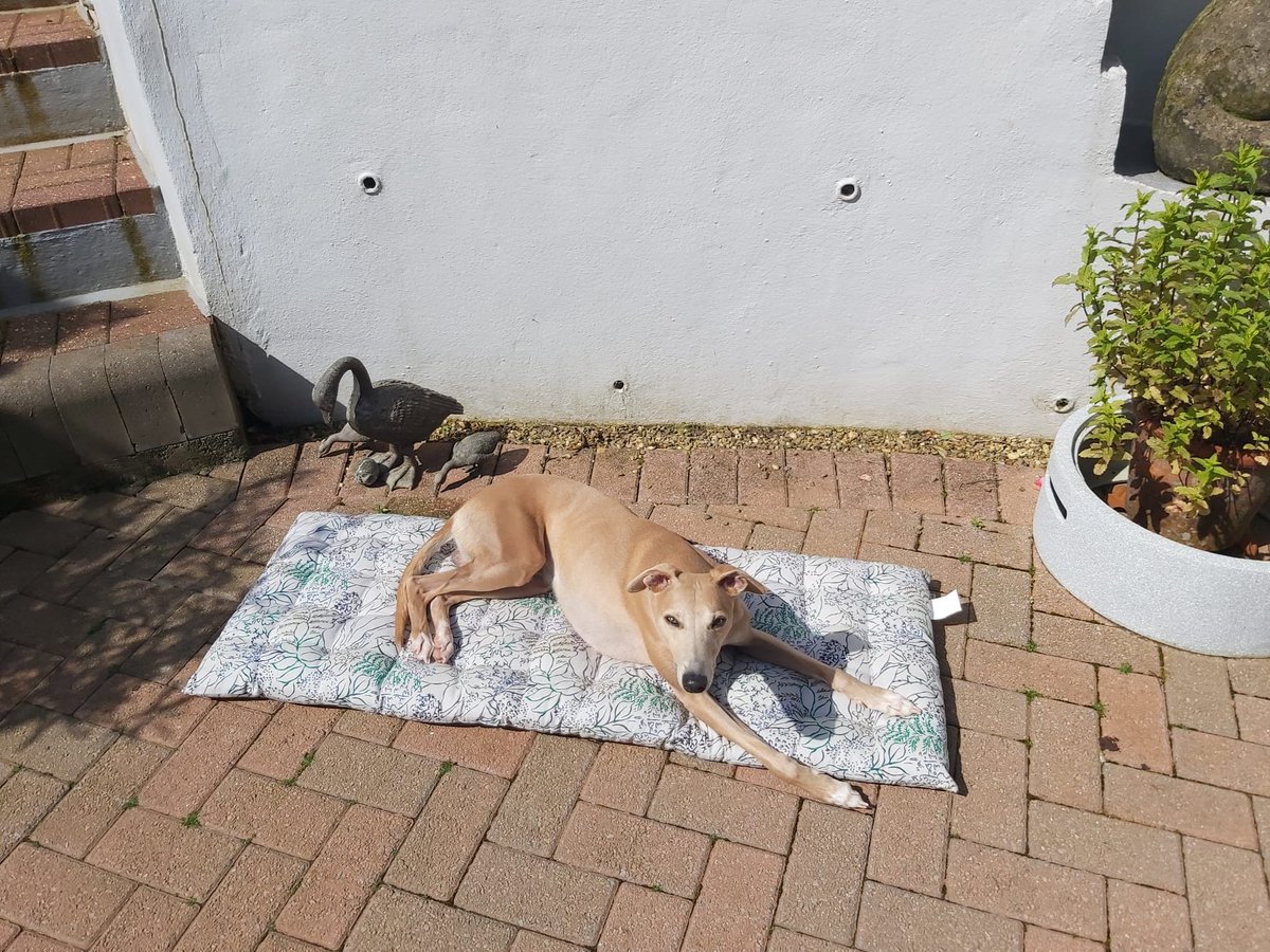 I have gran and grandad well trained - a cushion in the optimal sun spot with a view of the kitchen ☀️ 👀 #whippet #houndsoftwitter #springs unshielded #dogsoftwitter
