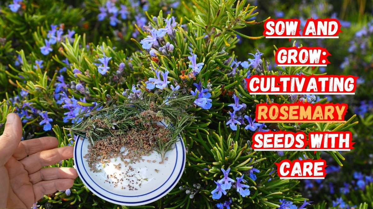🌱Discover the secrets of nurturing #rosemary seeds in pots filled with nourishing soil, symbolizing new beginnings and growth. 🌼 As we delicately cover the #seeds, envision the promise of green sprouts emerging to brighten your space and senses.🌟youtu.be/-Zn0j7akvts
#video