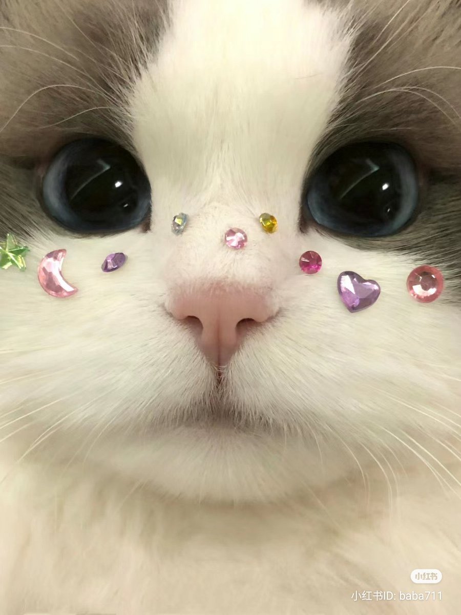 かわいい ᐡ > ̫ o̴̶̷̤ ᐡ꒱✩⡱