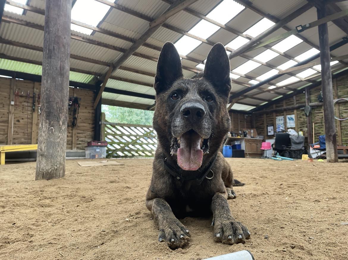 Louis is 6yrs old and he came to us in Oct 20 when he was retired as a Prison Service Dog, Louis will need a child and pet free home that understands his past as a working dog #GermanShepherd #dogs #Cornwall gsrelite.co.uk/louis/