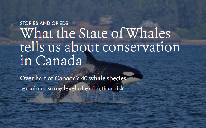 New @WCS_Canada blog on whales: 'In many ways the history of whale conservation reflects the increasing challenges facing wild species across the country. Our past efforts to solve key issues are being challenged by an increasingly complex web of threats.' wcscanada.org/newsroom/stori…