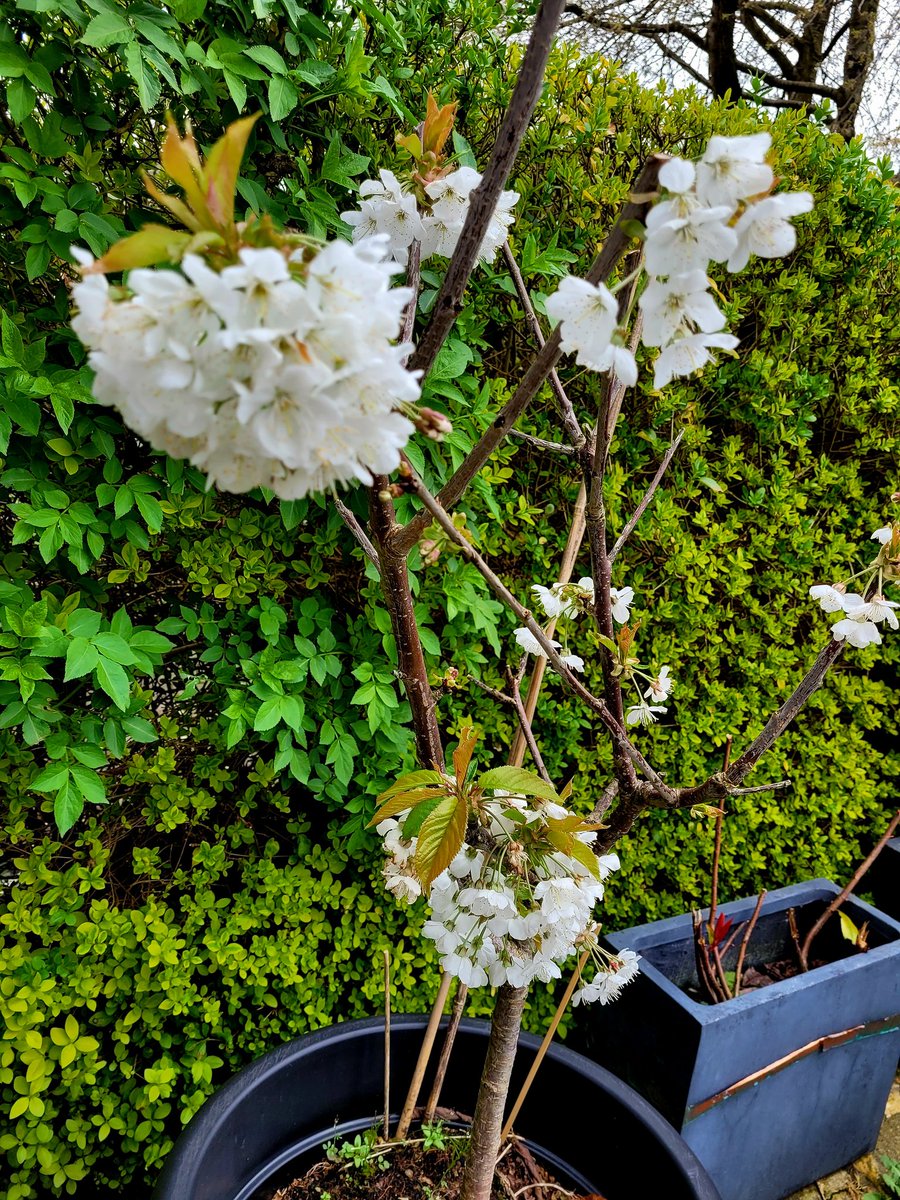 Some Cherry Blossom has finally appeared in the garden, along with Blossom on the Plum trees .