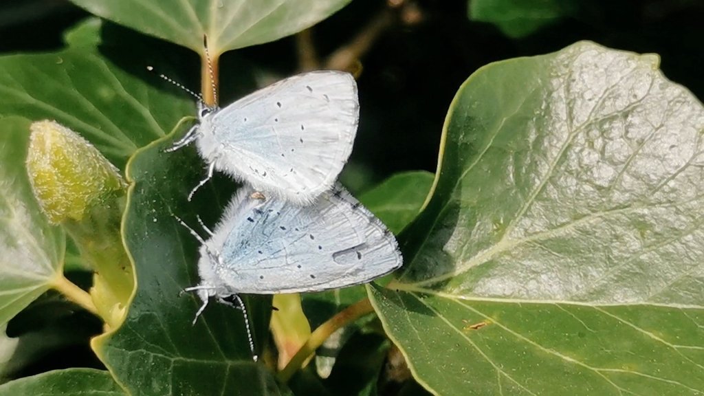 Managed an hour out around the block before the train into the northwest. Very happy we wandered ~ an incredible 34 Holly Blues just along Old Womans Lane (w/more on Anterton Hill) before the sun went in. Our largest single count of these beautiful Blues here ~ azuretastic 🩵